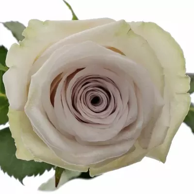 Světle fialová růže SILVERY FLAME 50cm (M)