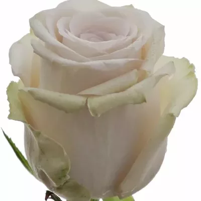 Světle fialová růže SILVERY FLAME 60cm (M)