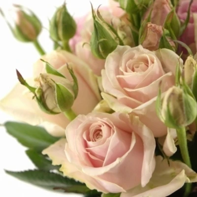 Světle růžová růže AVALANCHE SORBET