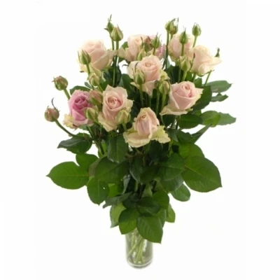 Světle růžová růže AVALANCHE SORBET