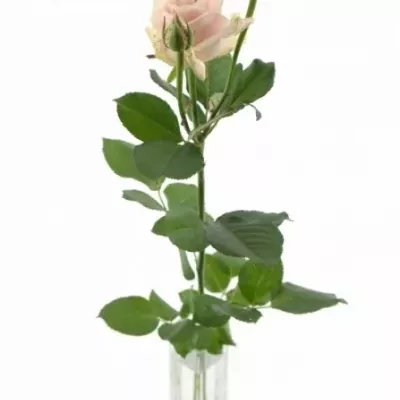 Světle růžová růže AVALANCHE SORBET+ 50cm
