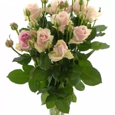 Světle růžová růže AVALANCHE SORBET+ 50cm
