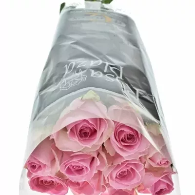 Světle růžová růže AVALANCHE SORBET+ 60cm (XXL)