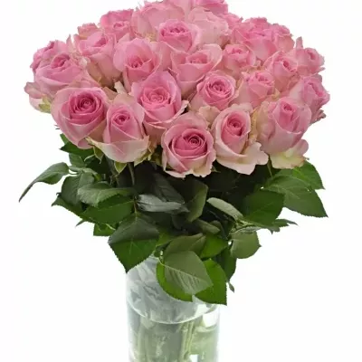 Světle růžová růže AVALANCHE SORBET+ 60cm (XXL)