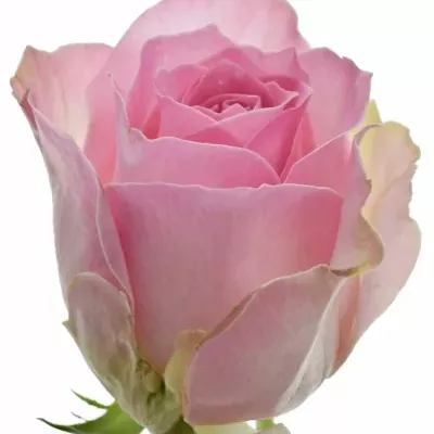 Svetlo ružová ruža AVALANCHE SORBET + 50cm (M)