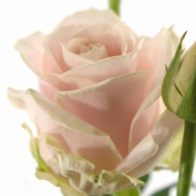 Svetle ružová ruža AVALANCHE SORBET