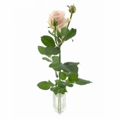 Světle růžová růže AVALANCHE SORBET