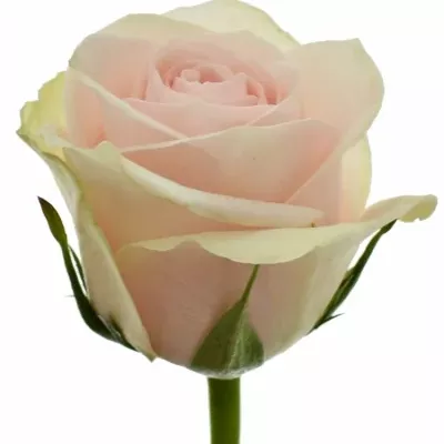 Světle růžová růže ONE-4COCO 50cm (M)