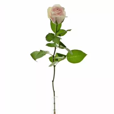 Světle růžová růže ONE-4COCO 50cm (M)