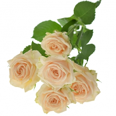 Světlekrémová růže JANA 50cm/3+