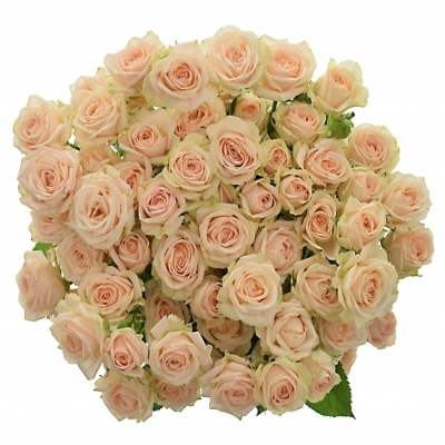 Světlekrémová růže JANA 50cm/3+