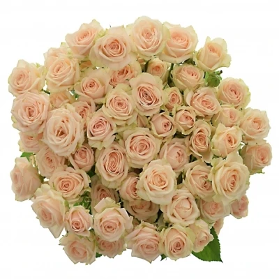 Světlekrémová růže JANA 50cm/3+