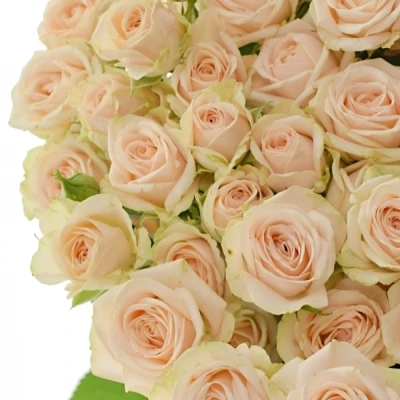 Růžová růže trsová JANA 50cm/5+