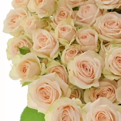Světlekrémová růže JANA 50cm/5+