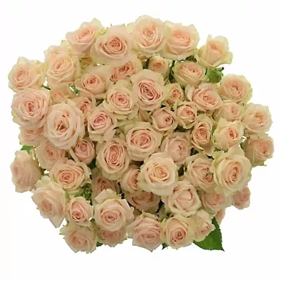 Světlekrémová růže JANA 50cm/3+