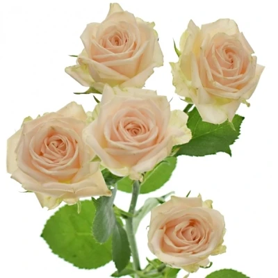 Světlekrémová růže JANA 50cm/3+