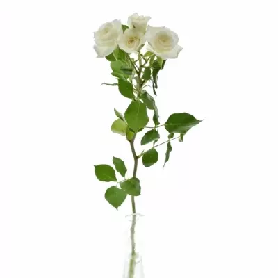 Světlekrémová růže JEANINE 60cm/5+