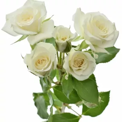 Světlekrémová růže JEANINE 60cm/5+