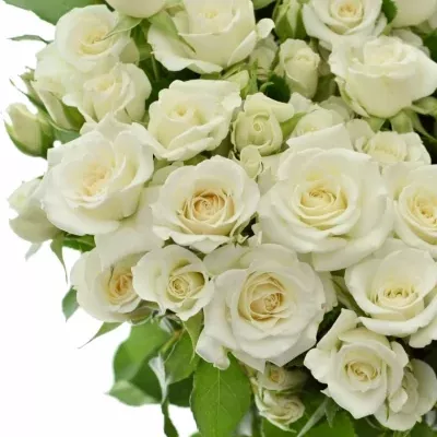 Světlekrémová růže trsová JEANINE 50cm/5+