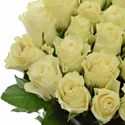 Světlekrémová ruže Sols 60cm (XL)