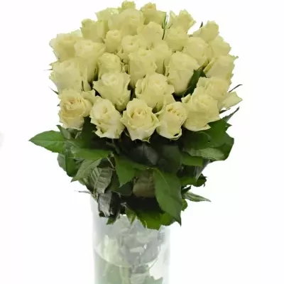 Světlekrémová růže SOLSY 60cm (XL)