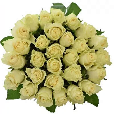 Světlekrémová růže SOLSY 60cm (XL)