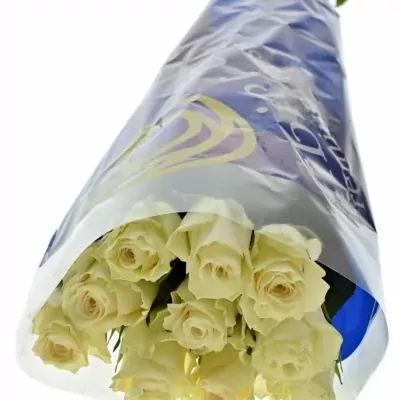 Světlekrémová ruže Sols 60cm (XL)