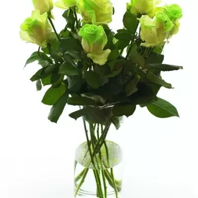 Svítící růže AVALANCHE GLOW 60cm