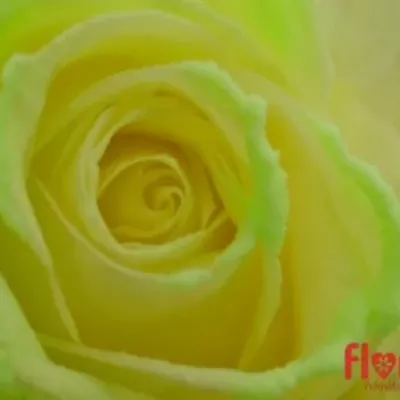 Svítící růže AVALANCHE GLOW 60cm