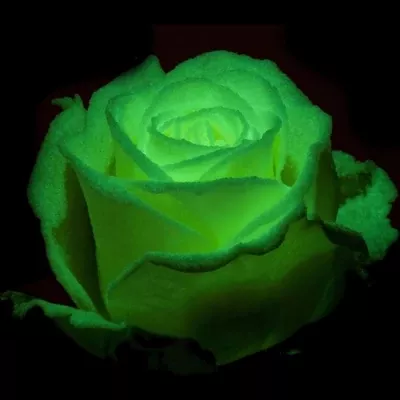 Svítící růže AVALANCHE GLOW 70cm (L)