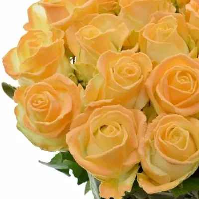 Svítící růže AVALANCHE GLOW IN THE DARK ORANGE 70cm (L)