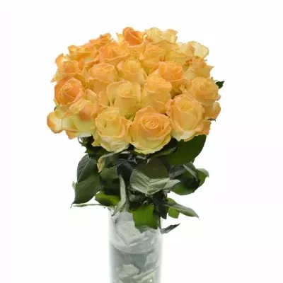 Svítící růže AVALANCHE GLOW IN THE DARK ORANGE 70cm (L)