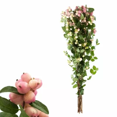 Symphoricarpos MAGICAL CHARMANT FANTASY 50cm