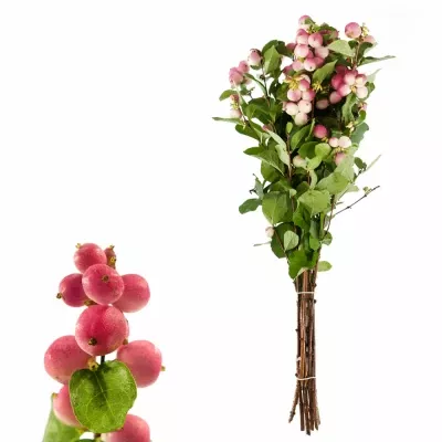 SYMPHORICARPOS MAGICAL TEMPATIO 50cm