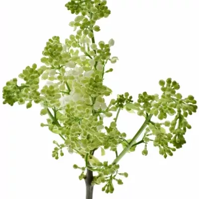 Šeřík V MADAME FLORENT STEPMAN 50cm