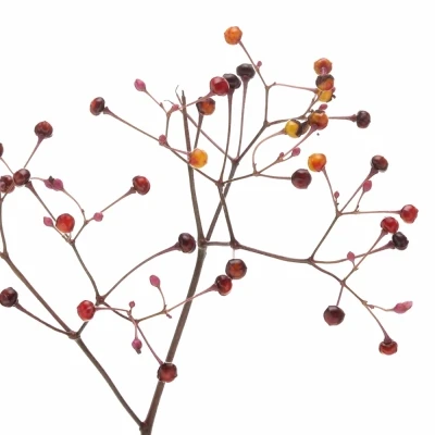 Talinum Paniculatum 'Long John'