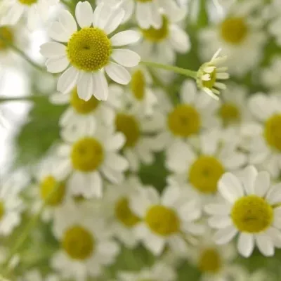 TANACETUM PA SINGLE VEGMO