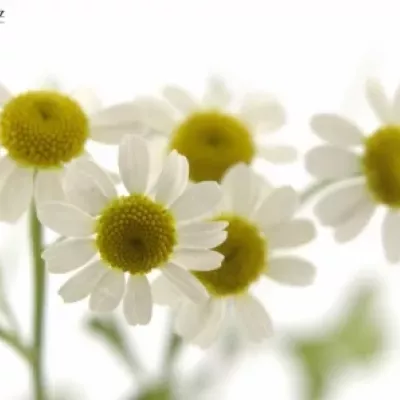 TANACETUM PA SINGLE VEGMO