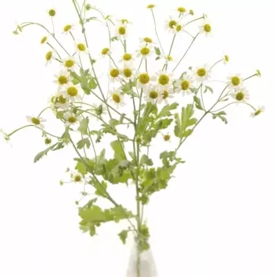 TANACETUM PA SINGLE VEGMO