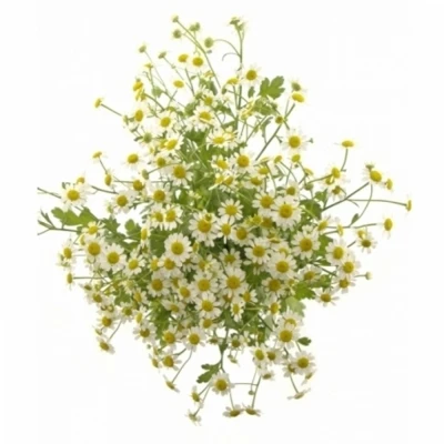 TANACETUM PA SINGLE VEGMO