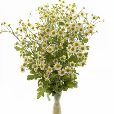 TANACETUM PA SINGLE VEGMO