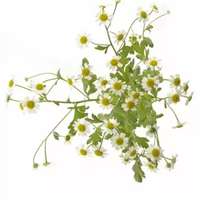 TANACETUM PA SINGLE VEGMO