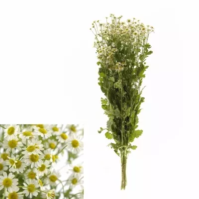 Vratič obecný PA SINGLE VEGMO 60cm/600g
