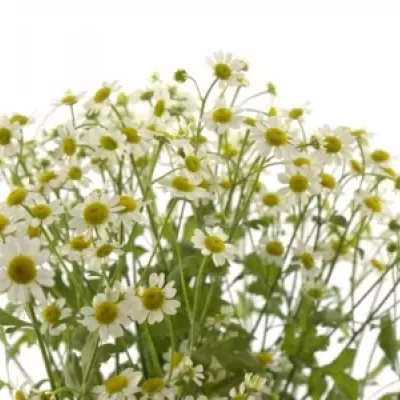 TANACETUM PA SINGLE VEGMO