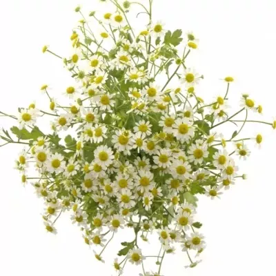 TANACETUM PA SINGLE VEGMO