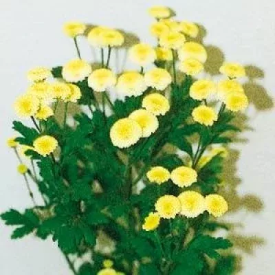 Tanacetum PAN SUNNY BALL 650g 