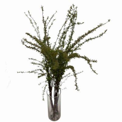 Tavolník x CINEREA GREFSHEIM