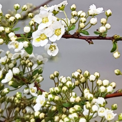 Tavolník x CINEREA GREFSHEIM