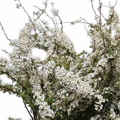 Tavolník x CINEREA GREFSHEIM 90 cm