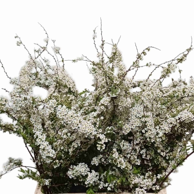 Tavolník x CINEREA GREFSHEIM